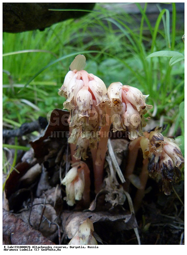 �������, ���������� �������, ����������� ��������, ����������� ��������� ���������� ����������, ������ ��������, �����, ��������, ���������� ��������, ������, �����, ������������ ��������, ���������� ������������, ���������� ������������, Hypopitys monotropa, Monotropa hypopitys, ����������, Ericaceae, xyz