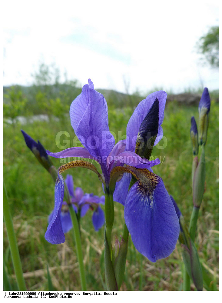 �������, ���������� �������, ����������� ��������, ����������� ��������� ���������� ����������, ������ ��������, �����, ��������, ���������� ��������, ������, �����, ������������ ��������, �������-������� ����, ��������� ����, Iris sanguinea, ��������, �����������, Iridaceae, xyz