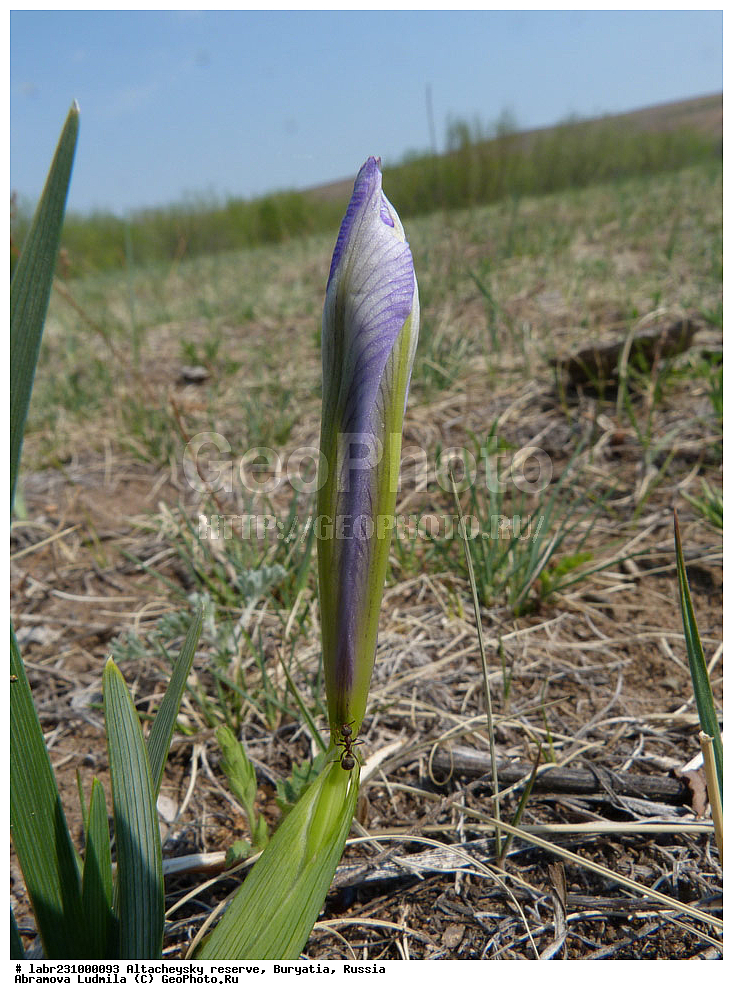 �������, ���������� �������, ����������� ��������, ����������� ��������� ���������� ����������, ������ ��������, �����, ��������, ���������� ��������, ������, �����, ������������ ��������, ������� �������������, ���� �������������, Iris uniflora, ��������, �����������, Iridaceae, xyz