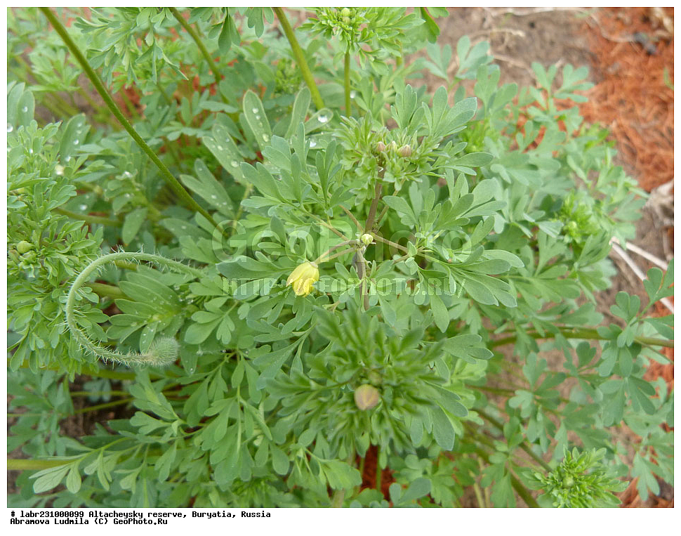 �������, ���������� �������, ����������� ��������, ����������� ��������� ���������� ����������, ������ ��������, �����, ��������, ���������� ��������, ������, �����, ������������ ��������, ���������� ����������, ������������� ����������, ������������ ����������, Leptopyrum fumarioides, ���������, Ranunculaceae, xyz