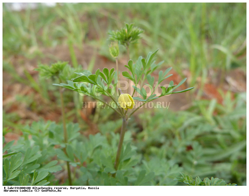 �������, ���������� �������, ����������� ��������, ����������� ��������� ���������� ����������, ������ ��������, �����, ��������, ���������� ��������, ������, �����, ������������ ��������, ���������� ����������, ������������� ����������, ������������ ����������, Leptopyrum fumarioides, ���������, Ranunculaceae, xyz