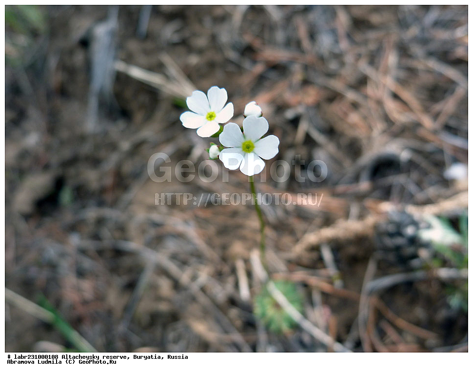 �������, ���������� �������, ����������� ��������, ����������� ��������� ���������� ����������, ������ ��������, �����, ��������, ���������� ��������, ������, �����, ������������ ��������, ������ ���������, ������ ���������, ����������� ���������, ������� ��������, �������� ��������, ������ ����������, Lychnis sibirica, �����������, ����������, Caryophyllaceae, xyz