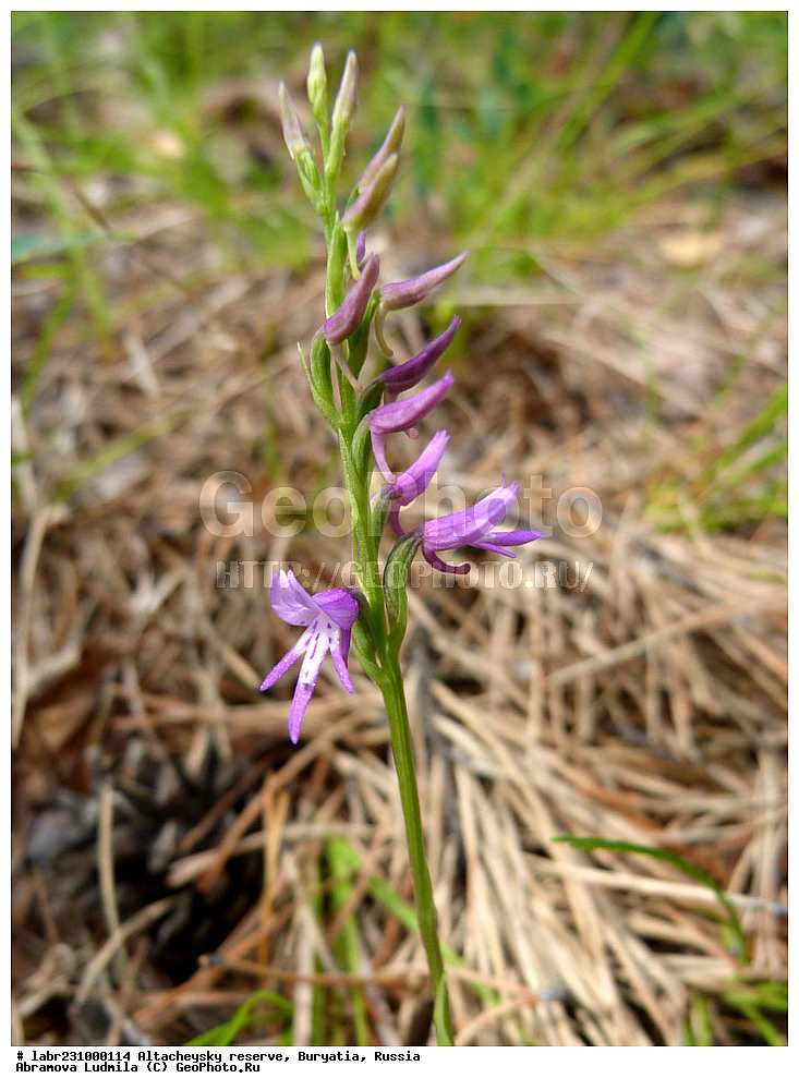 �������, ���������� �������, ����������� ��������, ����������� ��������� ���������� ����������, ������ ��������, �����, ��������, ���������� ��������, ������, �����, ������������ ��������, ������������ �����������, �������� �����������, ���������� �����������, Neottianthe cucullata, ��������, ������������, �������, Orchidaceae, xyz