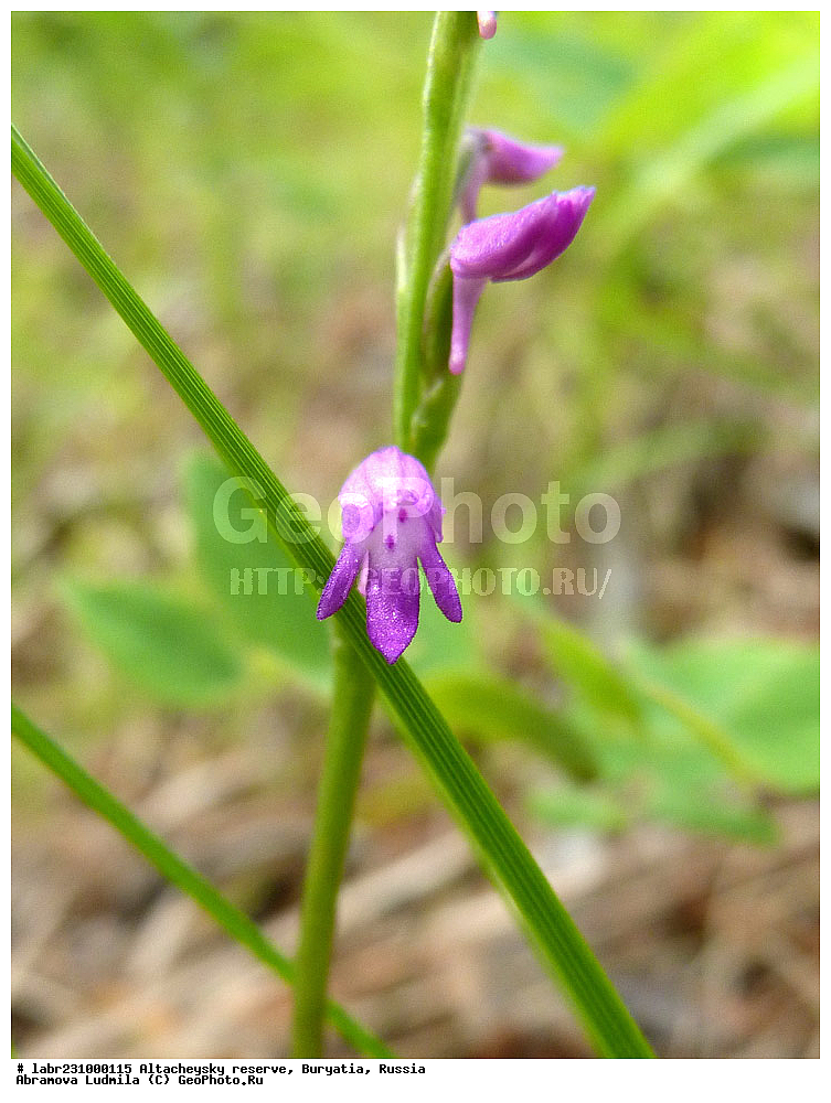 �������, ���������� �������, ����������� ��������, ����������� ��������� ���������� ����������, ������ ��������, �����, ��������, ���������� ��������, ������, �����, ������������ ��������, ������������ �����������, �������� �����������, ���������� �����������, Neottianthe cucullata, ��������, ������������, �������, Orchidaceae, xyz