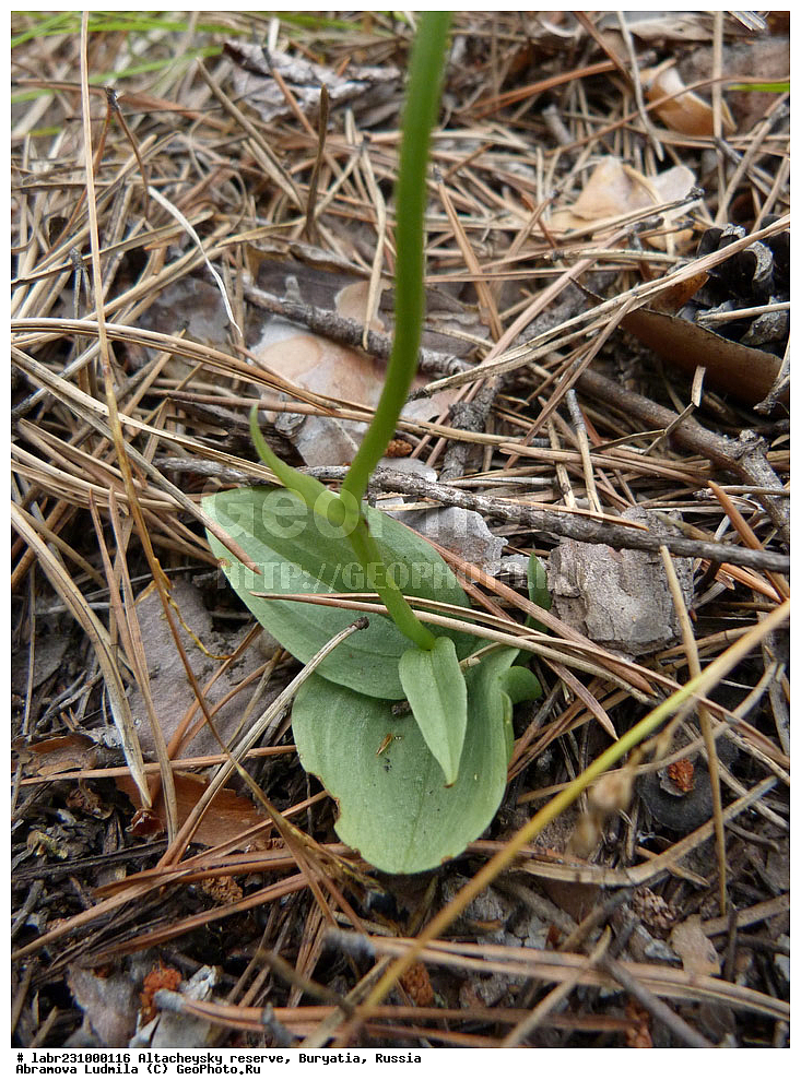 �������, ���������� �������, ����������� ��������, ����������� ��������� ���������� ����������, ������ ��������, �����, ��������, ���������� ��������, ������, �����, ������������ ��������, ������������ �����������, �������� �����������, ���������� �����������, Neottianthe cucullata, ��������, ������������, �������, Orchidaceae, xyz