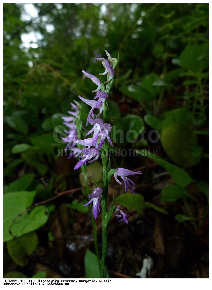 �������, ���������� �������, ����������� ��������, ����������� ��������� ���������� ����������, ������ ��������, �����, ��������, ���������� ��������, ������, �����, ������������ ��������, ������������ �����������, �������� �����������, ���������� �����������, Neottianthe cucullata, ��������, ������������, �������, Orchidaceae, xyz