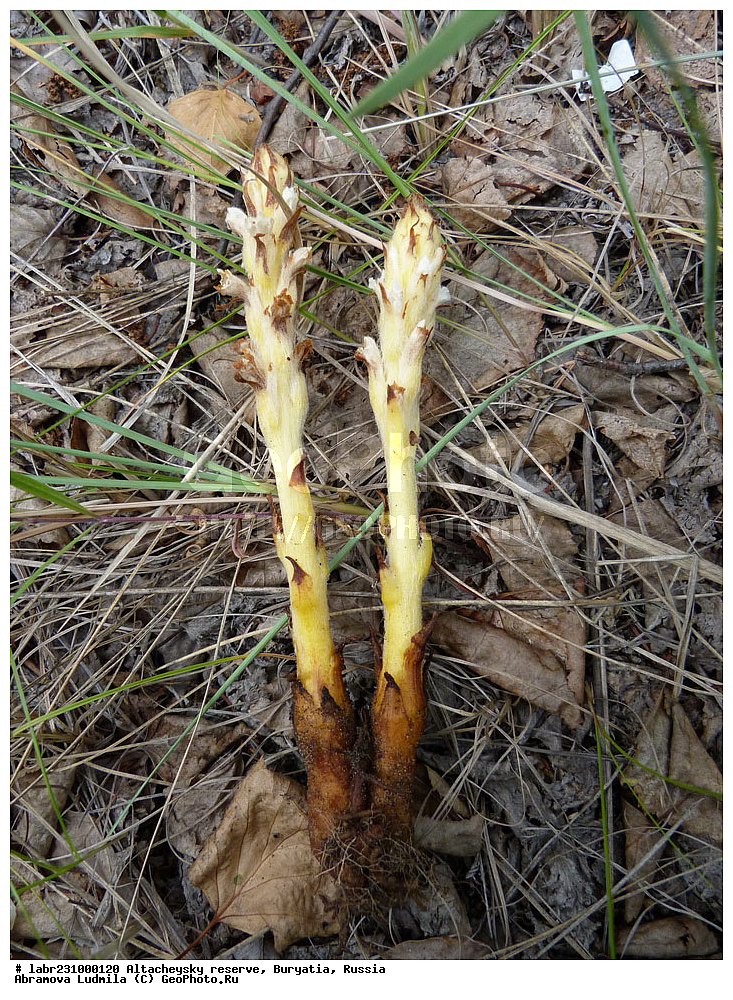 �������, ���������� �������, ����������� ��������, ����������� ��������� ���������� ����������, ������ ��������, �����, ��������, ���������� ��������, ������, �����, ������������ ��������, �������� ���������, Orobanche coerulescens, ������������, Scrophulariaceae, �����������, Orobanchaceae, xyz