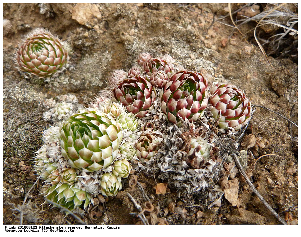 �������, ���������� �������, ����������� ��������, ����������� ��������� ���������� ����������, ������ ��������, �����, ��������, ���������� ��������, ������, �����, ������������ ��������, ������������� �������, Orostachys spinosa, ������������,Crassulaceae, xyz