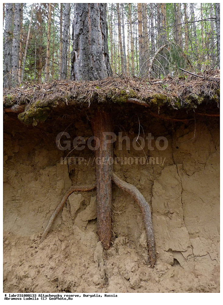 �������, ���������� �������, ����������� ��������, ����������� ��������� ���������� ����������, ������ ��������, �����, ��������, ���������� ��������, ������������ ��������, ����� ������������, ����� �������, ����� ������, ����� �������, Pinus sylvestris, ��������, Pinaceae, xyz