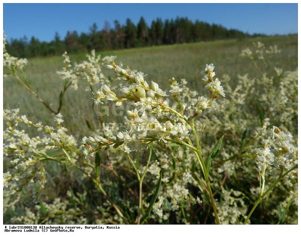 �������, ���������� �������, ����������� ��������, ����������� ��������� ���������� ����������, ������ ��������, �����, ��������, ���������� ��������, ������, �����, ������������ ��������, ����� �������������, ����� �������������, ����� �������������, Aconogonon divaricatum, Polygonum divaricatum, ���������, ���������� Polygonaceae, xyz