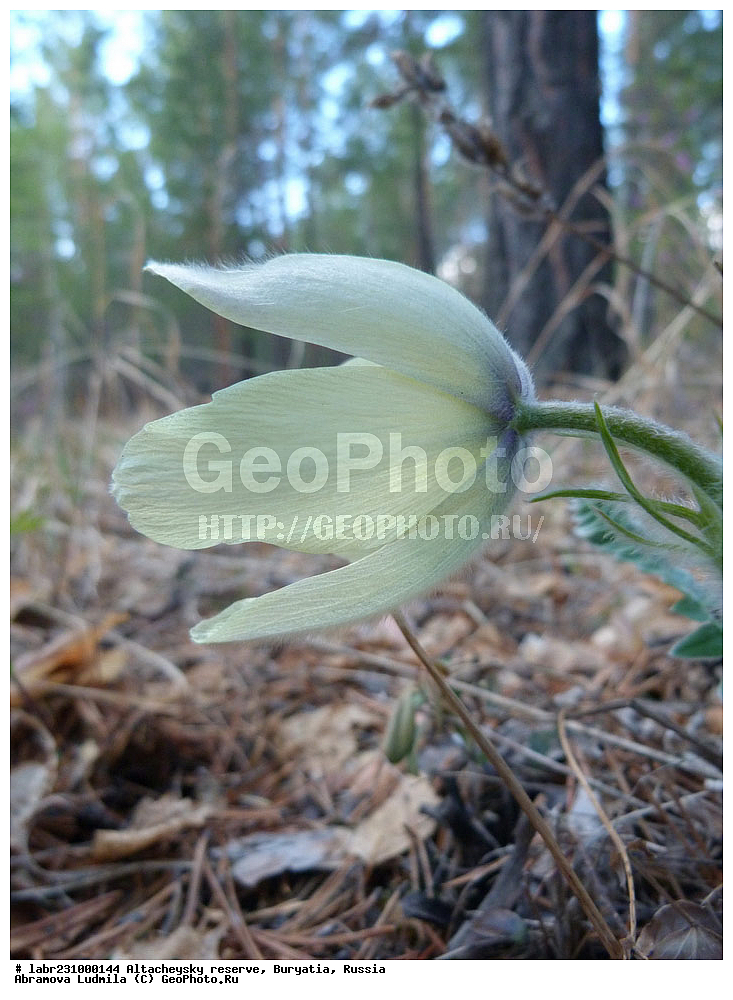 �������, ���������� �������, ����������� ��������, ����������� ��������� ���������� ����������, ������ ��������, �����, ��������, ���������� ��������, ������, �����, ������������ ��������, �������� ���������, �������� ����������, �������� ���������, ���-����� ����������, Pulsatilla flavescens, ���������, Ranunculaceae, xyz