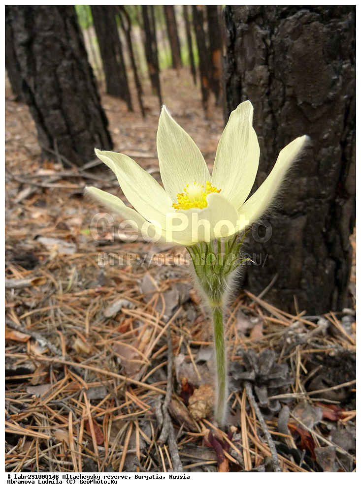 �������, ���������� �������, ����������� ��������, ����������� ��������� ���������� ����������, ������ ��������, �����, ��������, ���������� ��������, ������, �����, ������������ ��������, �������� ���������, �������� ����������, �������� ���������, ���-����� ����������, Pulsatilla flavescens, ���������, Ranunculaceae, xyz