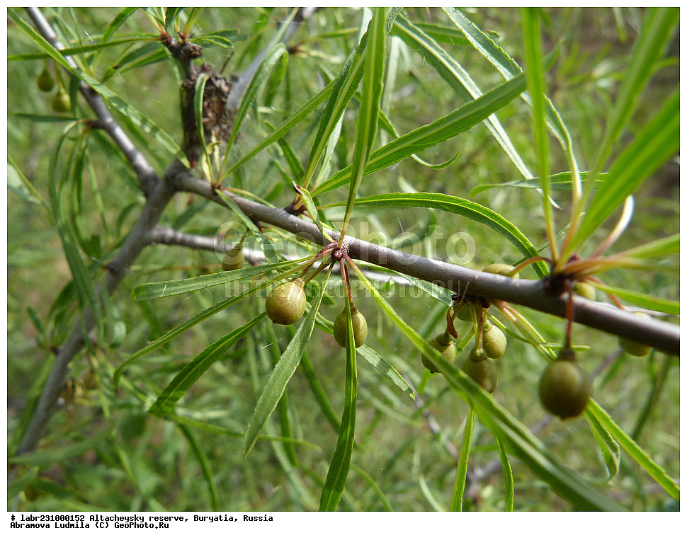 �������, ���������� �������, ����������� ��������, ����������� ��������� ���������� ����������, ������ ��������, �����, ��������, ���������� ��������, ������, �����, ������������ ��������, ������ ���������������, Ƹ���� �����������������, Ƹ���� ���������������, Ƹ���� ������� ������, Rhamnus erythroxylon, ����������, Ƹ��������, ����������, Rhamnaceae, xyz