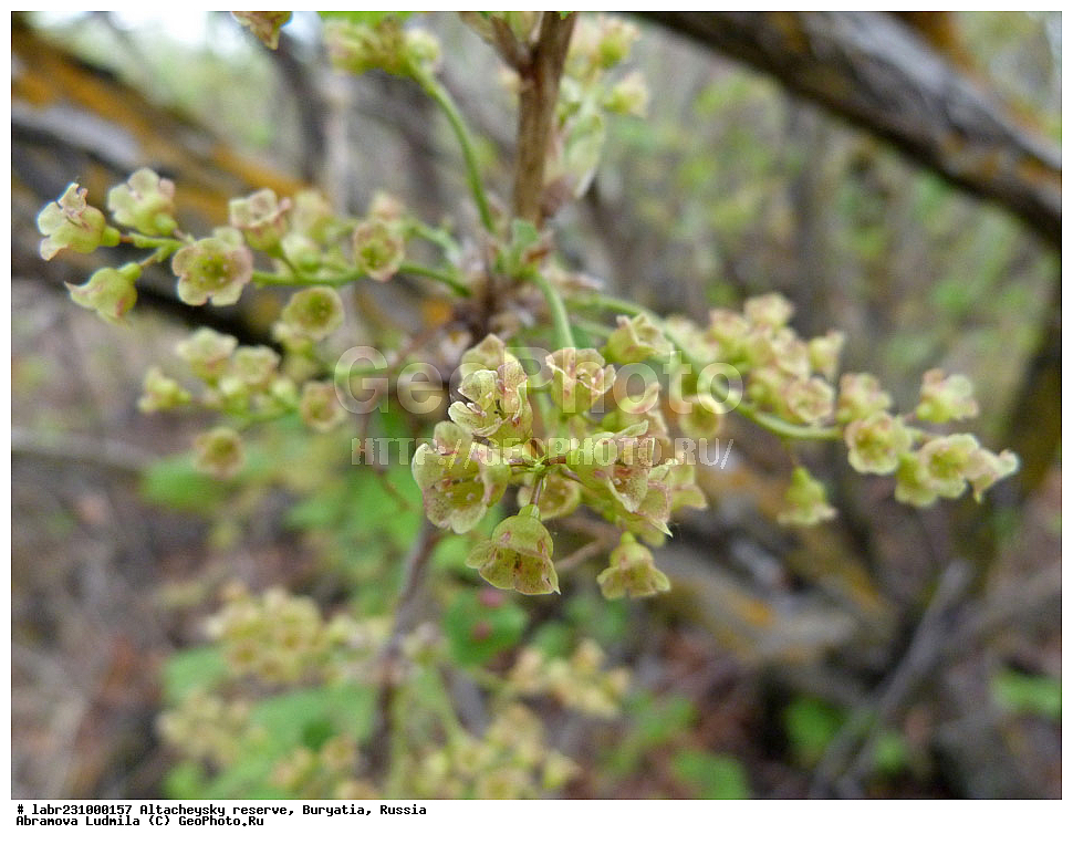 �������, ���������� �������, ����������� ��������, ����������� ��������� ���������� ����������, ������ ��������, �����, ��������, ���������� ��������, ������, �����, ������������ ��������, ��������� ����������, ��������� ��������, Ribes spicatum, �������������, Grossulariaceae, xyz