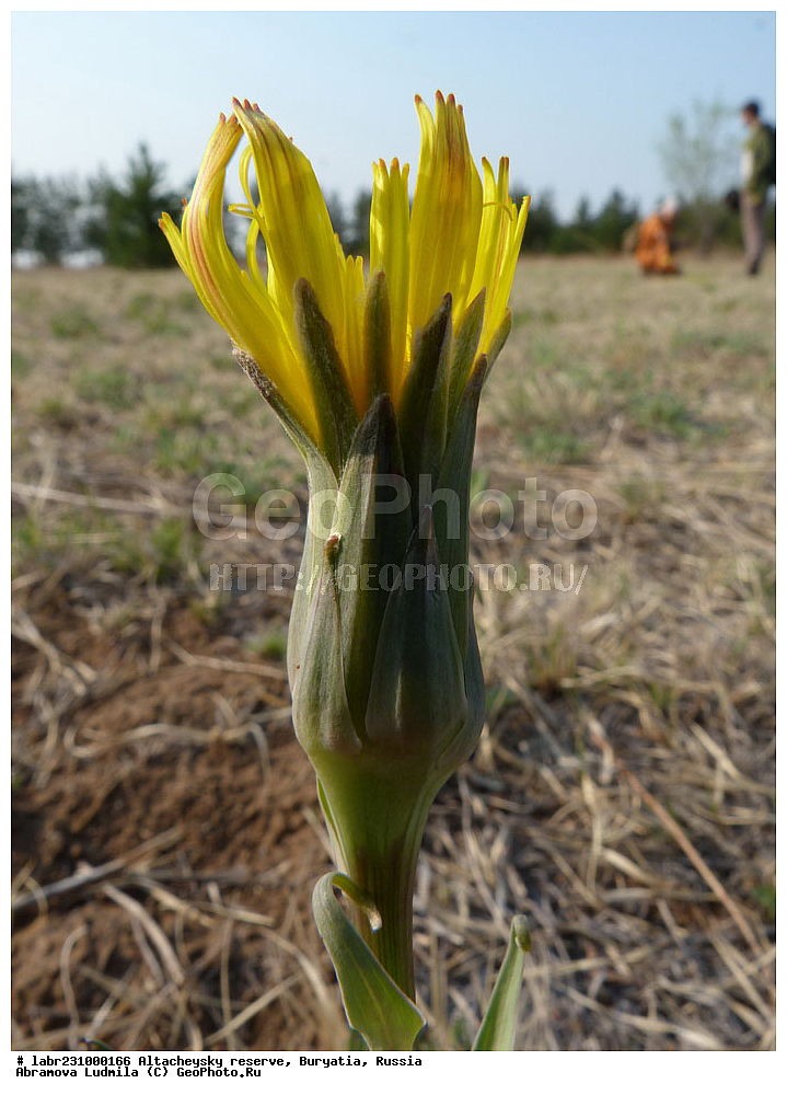 �������, ���������� �������, ����������� ��������, ����������� ��������� ���������� ����������, ������ ��������, �����, ��������, ���������� ��������, ������, �����, ������������ ��������, ������� �����������, ������� �����, Scorzonera austriaca, ��������, �������������, Asteraceae, Compositae, xyz