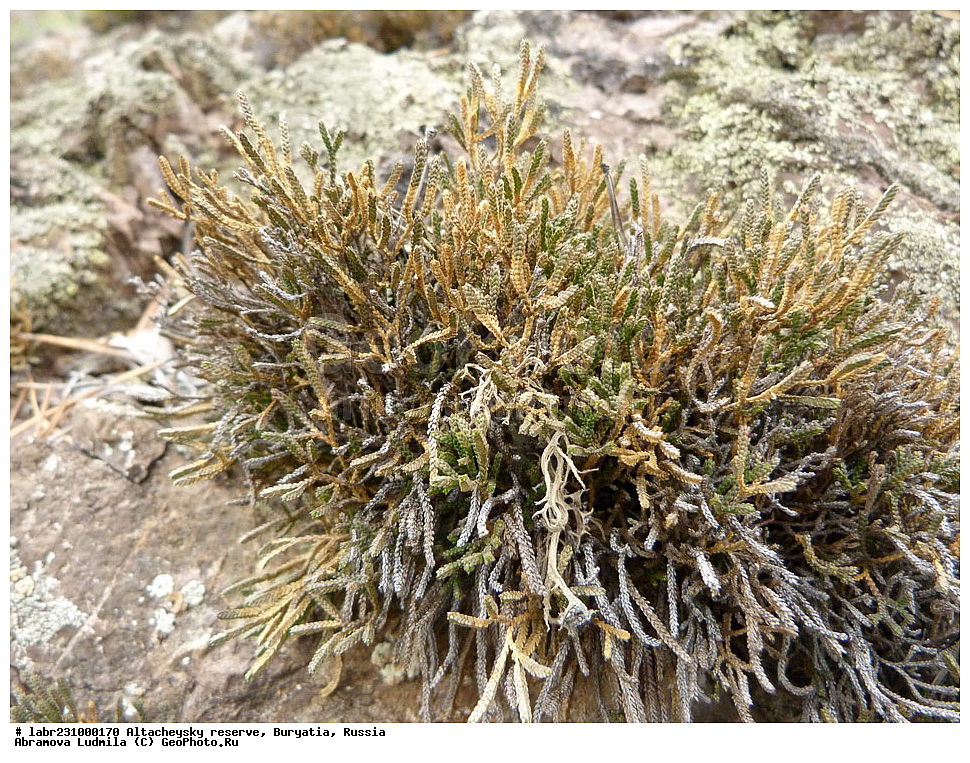 �������, ���������� �������, ����������� ��������, ����������� ��������� ���������� ����������, ������ ��������, �����, ��������, ���������� ��������, ������������ ��������, ������� �������-�������, ������� ��������������, ����������� ����������������, ����������� �������-�������, Selaginella sanguinolenta, Lycopodium sanguinolentum, ����������, ��������������, Selaginellaceae, xyz