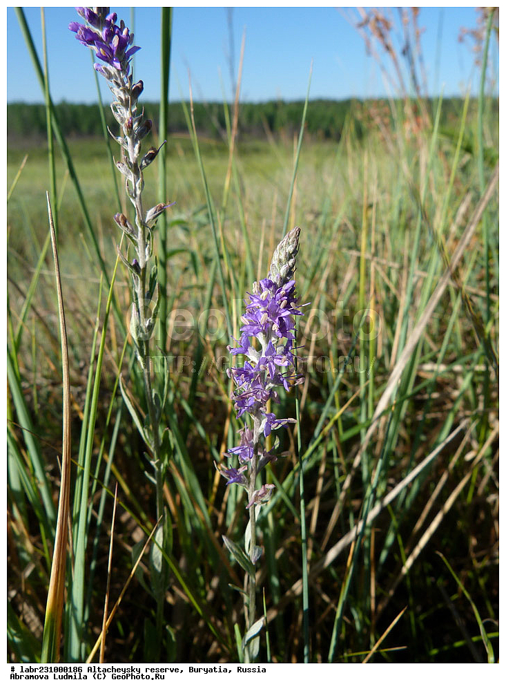 �������, ���������� �������, ����������� ��������, ����������� ��������� ���������� ����������, ������ ��������, �����, ��������, ���������� ��������, ������, �����, ������������ ��������, �������� �����, �������� �������������, �������� �����������������, �������� �����������, �������� �����, ���������� �����, ���������� �����, ������������ �����, Veronica incana, ������������, Scrophulariaceae, �����������, Orobanchaceae, xyz