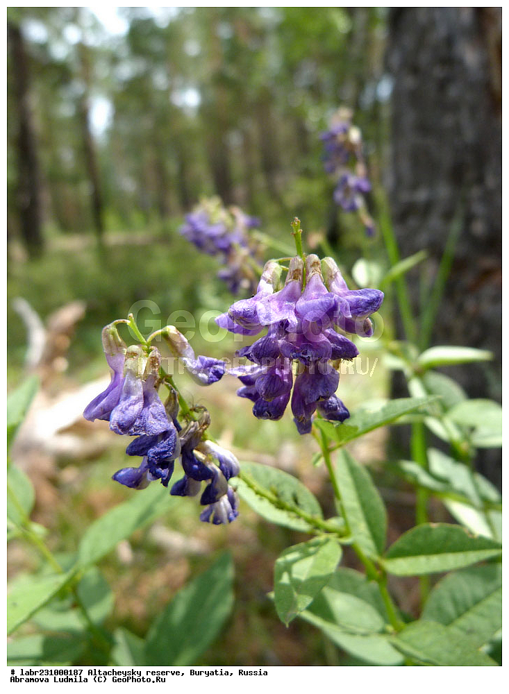 �������, ���������� �������, ����������� ��������, ����������� ��������� ���������� ����������, ������ ��������, �����, ��������, ���������� ��������, ������, �����, ������������ ��������, ������� ����������, ���� ����������, ���� ����������, ������� ����������, Vicia unijuga, �������, �����������, Fabaceae, Fabaceae, Leguminosae, Papilionaceae, xyz