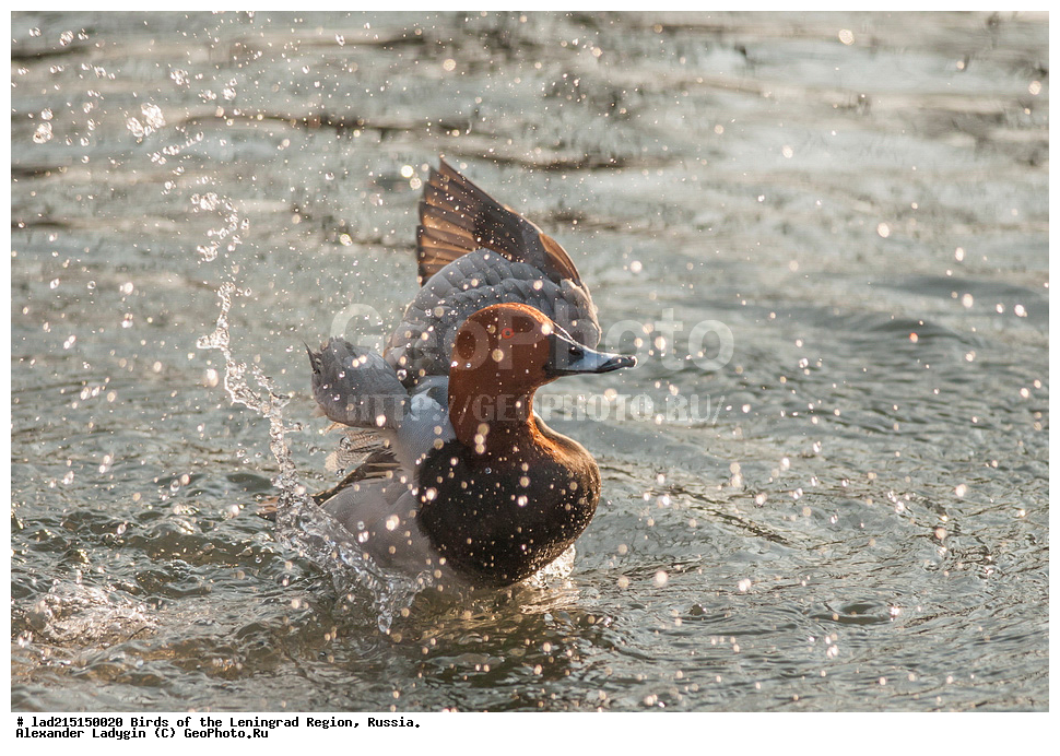 Aythya ferina, Anatidae, �����, �������������, ������, ��������, ������������� �����, ������������� �����, ��������, �����������, �����������������, �����, �����, ��������, ������������, ������������� �������, XYZ, ������� �������, ������������� �����, ���������