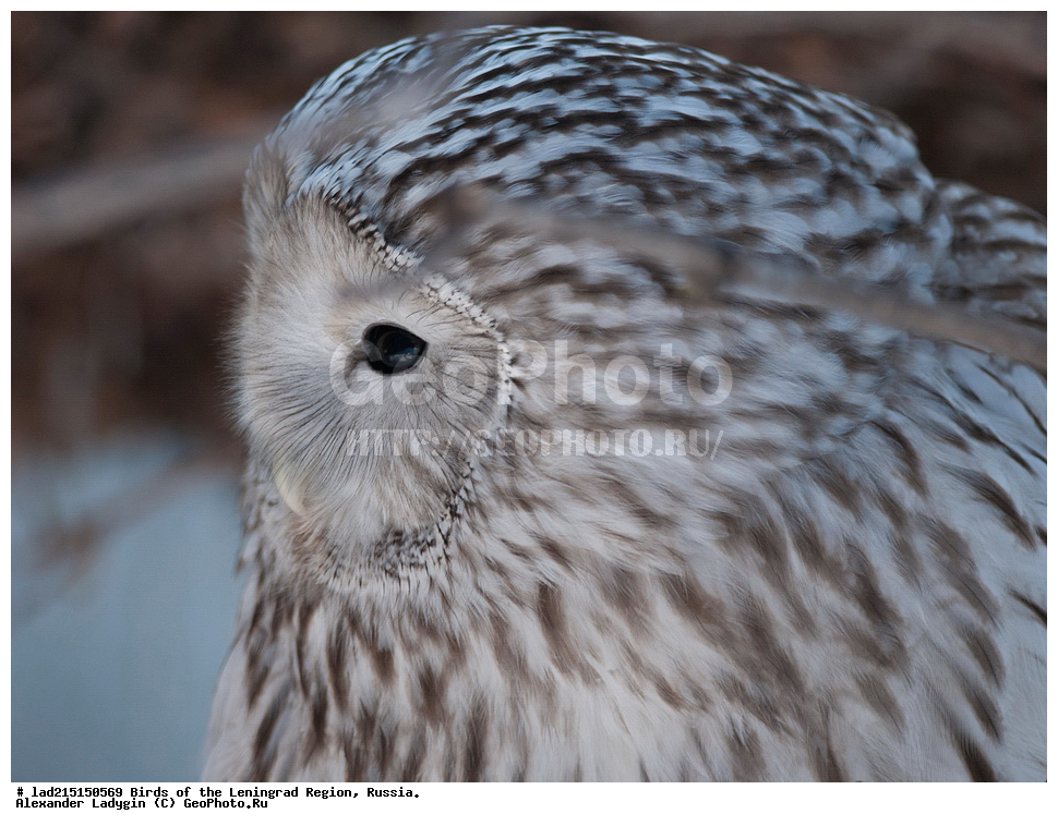 ������������� �������, Strix uralensis, Strigidae, ��������, ��������� ����, �����, �������, �������, ������, ��������, ��������, �����������, �����, �����, ������������� �������, XYZ, ������ �����, ������ �����, ��������� �������