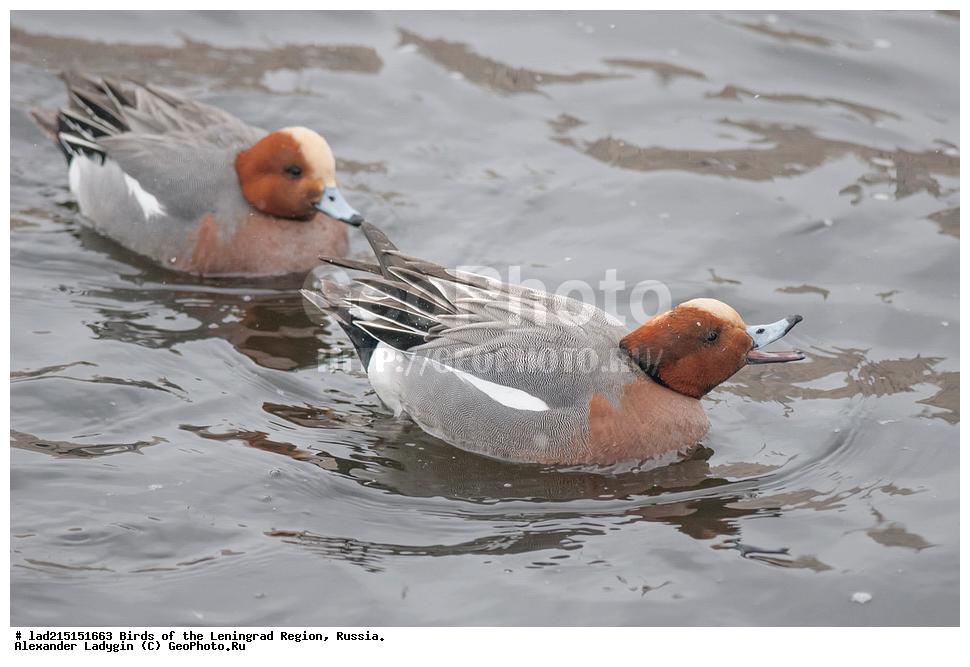Anas penelope, Anatidae, Mareca penelope, ������, ������, ��������, ������������� �����, ������������� �����, ��������, �����������, �����������������, �����, �����, ��������, ������������, ������������� �������, XYZ, ������������ ������