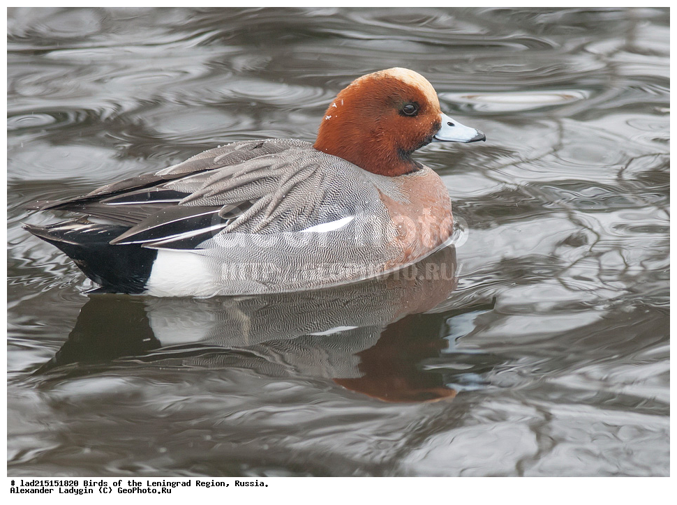 Anas penelope, Anatidae, Mareca penelope, ������, ������, ��������, ������������� �����, ������������� �����, ��������, �����������, �����������������, �����, �����, ��������, ������������, ������������� �������, XYZ, ������������ ������