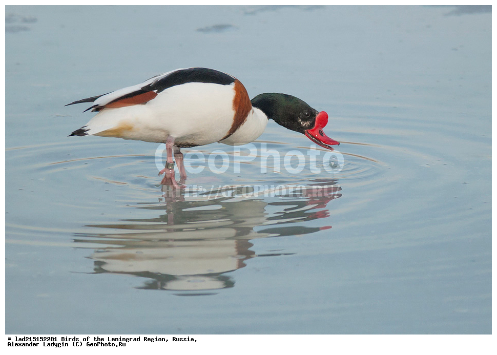 Anatidae, Tadorna tadorna, ������������, ��������, ����������, �������, �����������, ������, ������, ��������, �������������, ������������� �����, ��������, �����������������, �����, �����, �����, ����, �������, ������������� �������, ��������, XYZ, ������