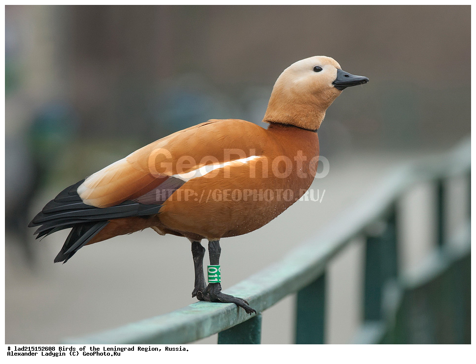 Anatidae, ������������, ��������, ����������, �������, �����������, ������, ������, ��������, �������������, ������������� �����, �����, �����, ��������, �����������������, �����, �����, �����, ����, ����, ���� ���������, Tadorna ferruginea, ������������� �������, ��������, XYZ, ������� ����