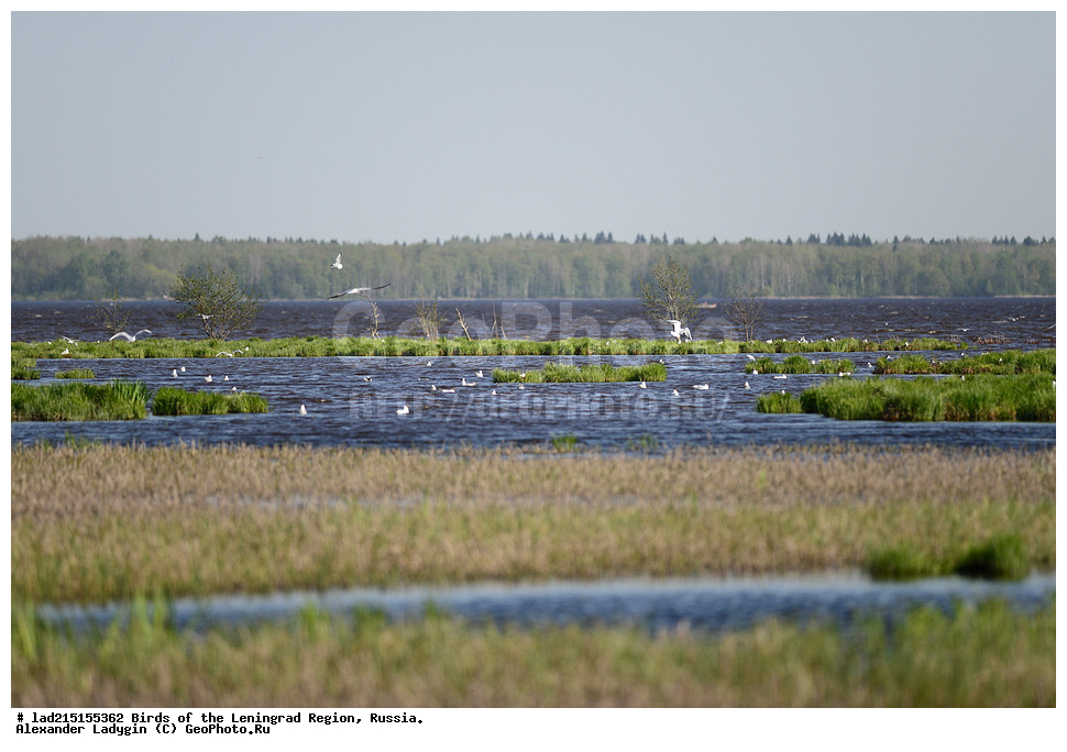 Larus, Larus ridibundus, �������, ������� �����, �����, ��������, �����,  ������� �����, ������� �����, �����, ������������� �������, ��������, ��������, �����, �����, ��������, �����������, ������� �����, ������� �����, XYZ, ��������, Laridae, ������ �����, ������� �����, ������������ �����, ������ �����, Larus ridibundus, Chroicocephalus ridibundus