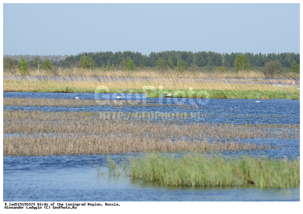 Larus, Larus ridibundus, �������, ������� �����, �����, ��������, �����,  ������� �����, ������� �����, �����, ������������� �������, ��������, ��������, �����, �����, ��������, �����������, ������� �����, ������� �����, XYZ, ��������, Laridae, ������ �����, ������� �����, ������������ �����, ������ �����, Larus ridibundus, Chroicocephalus ridibundus