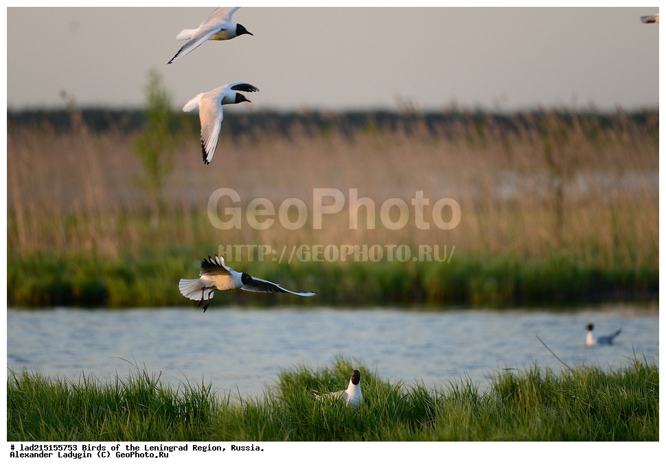Larus, Larus ridibundus, �������, ������� �����, �����, ��������, �����,  ������� �����, ������� �����, �����, ������������� �������, ��������, ��������, �����, �����, ��������, �����������, ������� �����, ������� �����, XYZ, ��������, Laridae, ������ �����, ������� �����, ������������ �����, ������ �����, Larus ridibundus, Chroicocephalus ridibundus