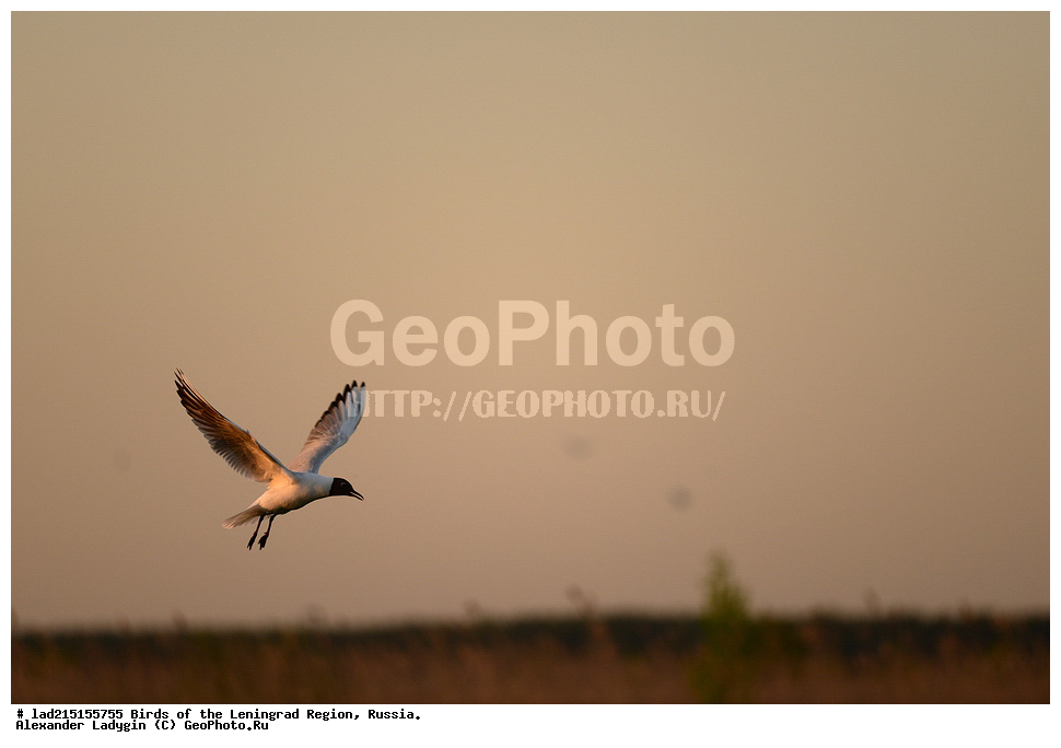 Larus, Larus ridibundus, �������, ������� �����, �����, ��������, �����,  ������� �����, ������� �����, �����, ������������� �������, ��������, ��������, �����, �����, ��������, �����������, ������� �����, ������� �����, XYZ, ��������, Laridae, ������ �����, ������� �����, ������������ �����, ������ �����, Larus ridibundus, Chroicocephalus ridibundus