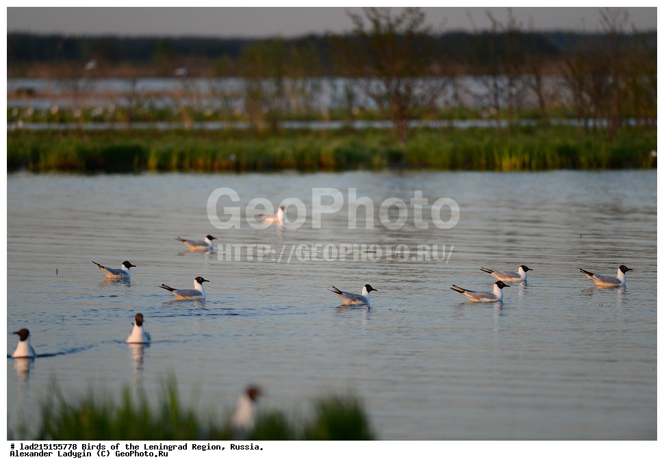 Larus, Larus ridibundus, �������, ������� �����, �����, ��������, �����,  ������� �����, ������� �����, �����, ������������� �������, ��������, ��������, �����, �����, ��������, �����������, ������� �����, ������� �����, XYZ, ��������, Laridae, ������ �����, ������� �����, ������������ �����, ������ �����, Larus ridibundus, Chroicocephalus ridibundus