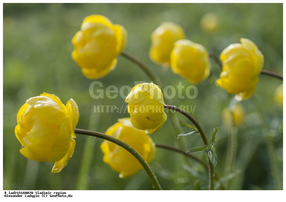 ���, Ranunculaceae, �����, ���������, ������ ��������, ������������ ��������, ������������ ��������, ��������, ���������� ��������, �����, �����, ������, �����, ������������ �������, XYZ, ���������, Ranunculaceae, ���������� �����������, ���������� ������������, ����� �����������, Trollius europaeus