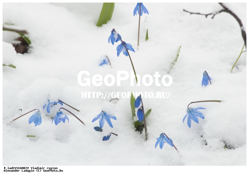 Asparagaceae, Hyacinthaaceae, Scilla mordakiae, Scilla siberica,�����������, �������� ���������, ������, ������, ���������, ������ ��������, ������������ ��������, ������������ ��������, ���������� ��������, �����, ������, �����, ������������ �������, ����, Hyacinthaceae