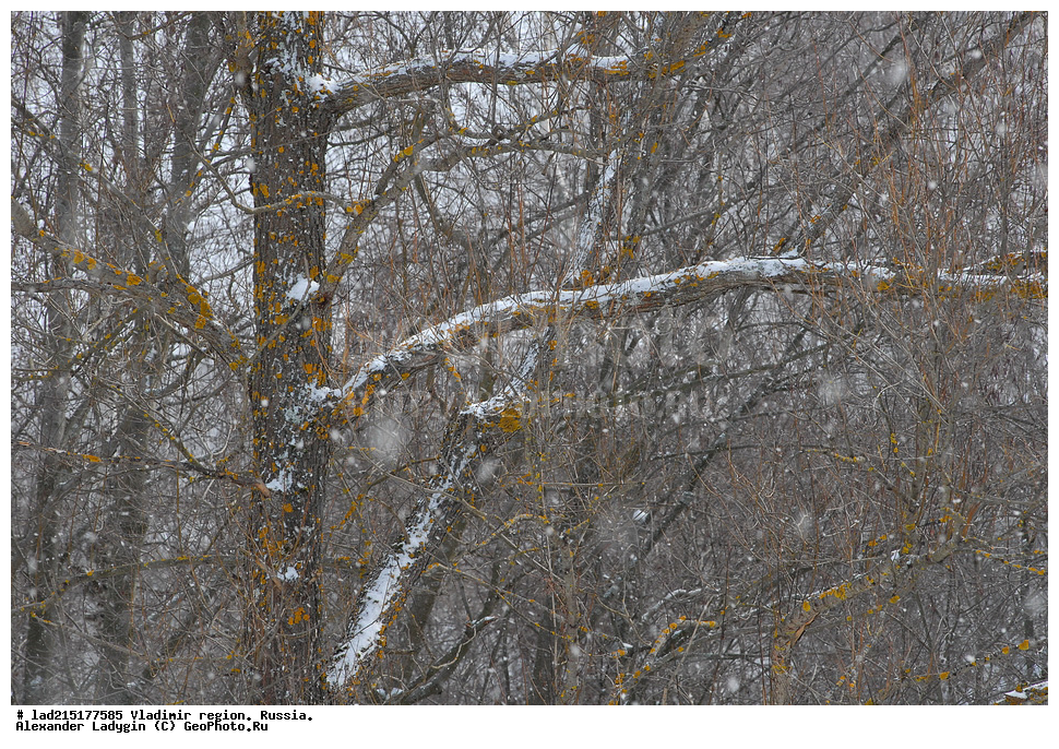 ������� ������ ������, �����, ������, ������������ �������, ������, ��������, ���, ����, ����, ����, ��������