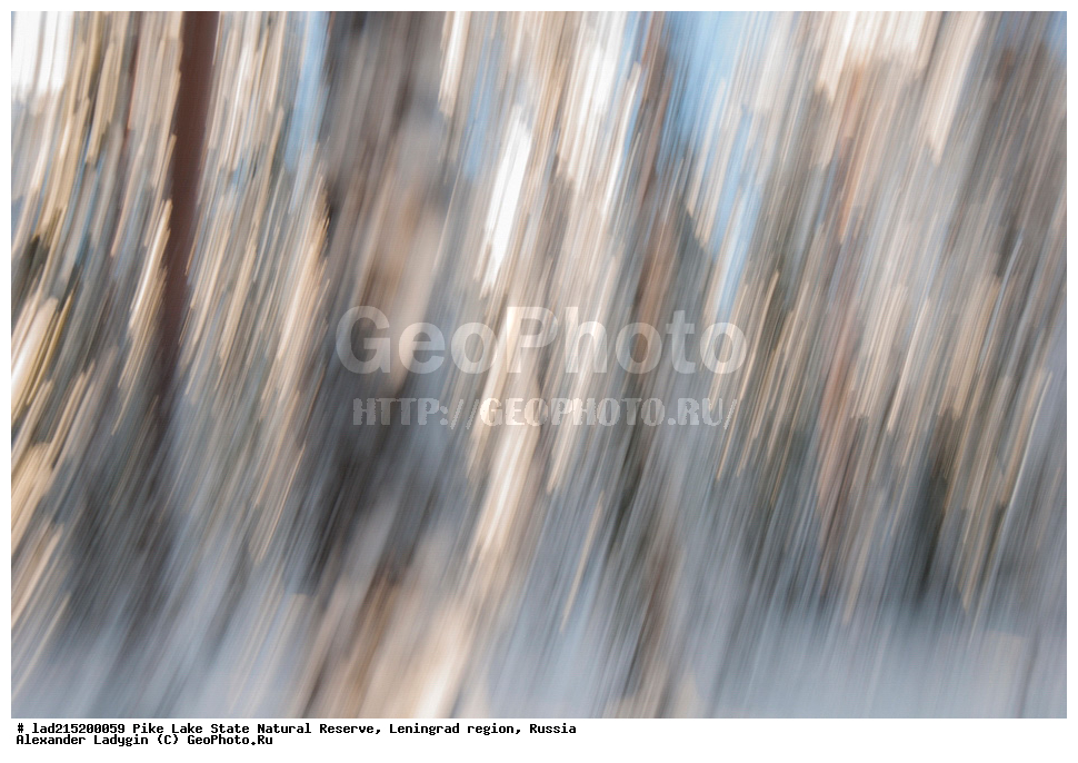  ������������� �������, �����, �������, ����� �����, ��������������� ��������� ��������, ����, ���, �����, ������, Pinus sylvestris, ���, ������ ��������, �����, ���������� ��������, ������������ ��������, ������������ ��������, XYZ, ��������, Pinaceae, ����� ������������, ����� �������, ����� ������, ����� �������, Pinus sylvestris