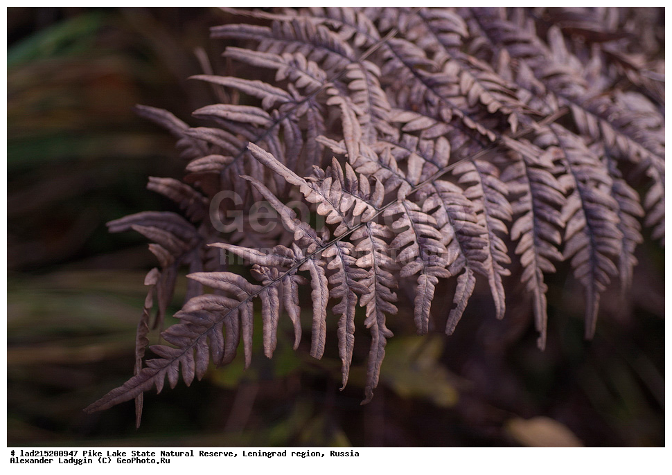 ������������� �������, �������, ����� �����, ��������������� ��������� ��������, �����, ���, ��������� ���, �����, ����� ������������, Pteridium aquilinum, ��������, �����, ���������� ��������, ������������ ��������, ������������ ��������, XYZ, ������, ��������������, Dennstaedtiaceae, Dryopteris austriaca, Polypodium austriacum