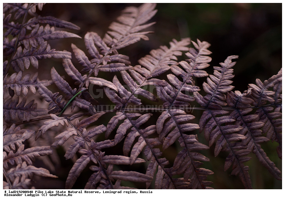 ������������� �������, �������, ����� �����, ��������������� ��������� ��������, �����, ���, ��������� ���, �����, ����� ������������, Pteridium aquilinum, ��������, �����, ���������� ��������, ������������ ��������, ������������ ��������, XYZ, ������, ��������������, Dennstaedtiaceae, Dryopteris austriaca, Polypodium austriacum