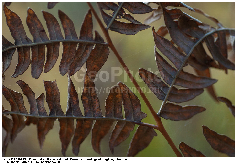 ������������� �������, �������, ����� �����, ��������������� ��������� ��������, �����, ���, ��������� ���, �����, ����� ������������, Pteridium aquilinum, ��������, �����, ���������� ��������, ������������ ��������, ������������ ��������, XYZ, ������, ��������������, Dennstaedtiaceae, Dryopteris austriaca, Polypodium austriacum