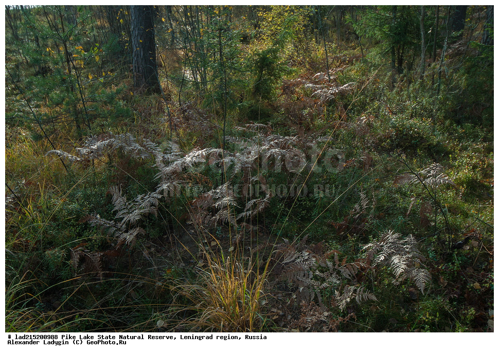 ������������� �������, �������, ����� �����, ��������������� ��������� ��������, �����, ���, ��������� ���, �����, ����� ������������, Pteridium aquilinum, ��������, �����, ���������� ��������, ������������ ��������, ������������ ��������, XYZ, ������, ��������������, Dennstaedtiaceae, Dryopteris austriaca, Polypodium austriacum