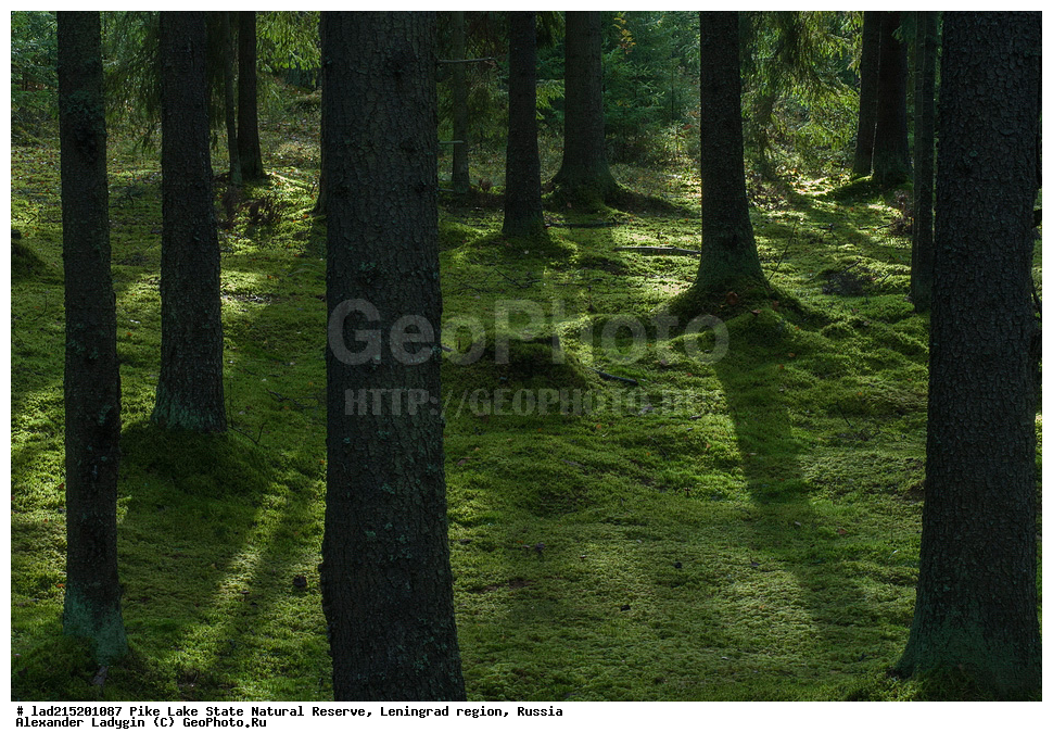 ������������� �������, �������, ����� �����, ��������������� ��������� ��������, �����, ������, Picea abies, ���, ���, �������, ������������, 