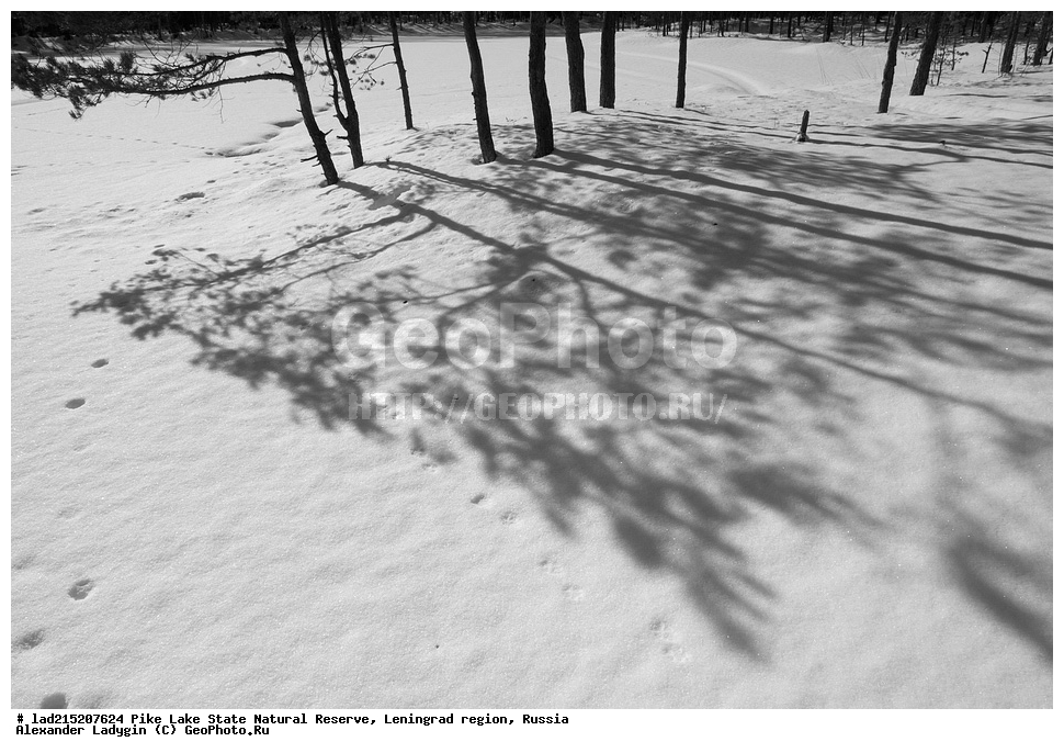  ������������� �������, �����, �������, ����� �����, ��������������� ��������� ��������, ������ �����, ����, ����, ����, Pinus sylvestris, ����� ������������, Pine, ������, ������ ��������, �����, ���������� ��������, ������������ ��������, ������������ ��������, XYZ, ��������, Pinaceae, ����� ������������, ����� �������, ����� ������, ����� �������, Pinus sylvestris