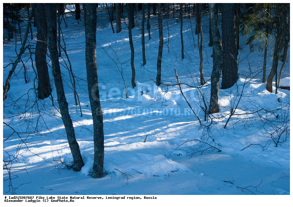  ������������� �������, �����, �������, ����� �����, ��������������� ��������� ��������, ������ �����, ����, ����, ����, Pinus sylvestris, ����� ������������, Pine, ������, ������ ��������, �����, ���������� ��������, ������������ ��������, ������������ ��������, XYZ, ��������, Pinaceae, ����� ������������, ����� �������, ����� ������, ����� �������, Pinus sylvestris