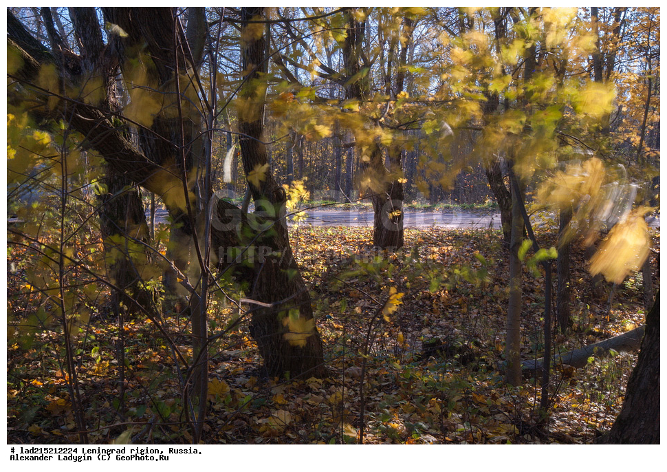 �����, ���������� ����, �������� �������, ������������� �������, ���