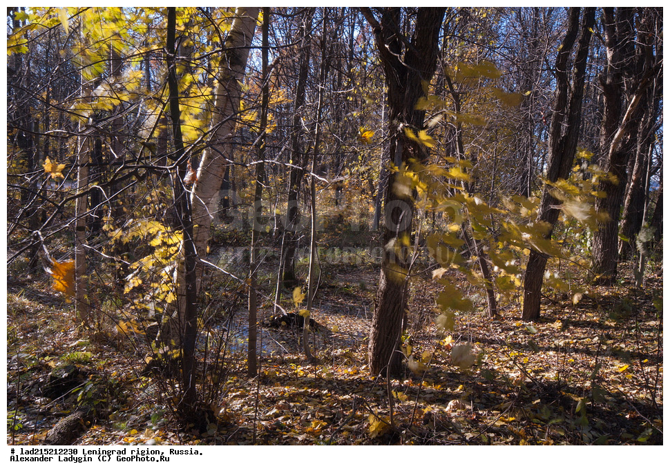 �����, ���������� ����, �������� �������, ������������� �������, ���