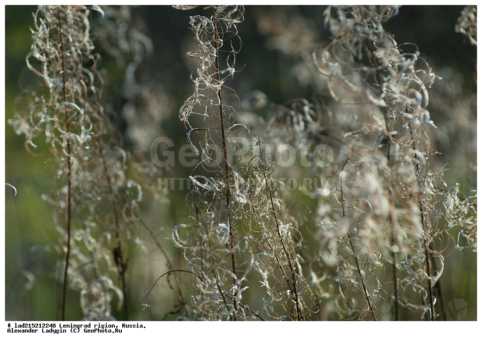 �����, ���������� ����, �������� �������, ������������� �������, ����-���, �����������, Chamaenerion angustifolium, ����-��� �����������