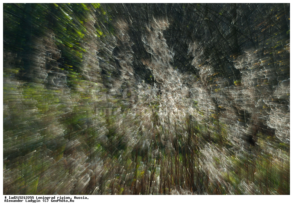 �����, ���������� ����, �������� �������, ������������� �������, ����-���, �����������, Chamaenerion angustifolium, ����-��� �����������