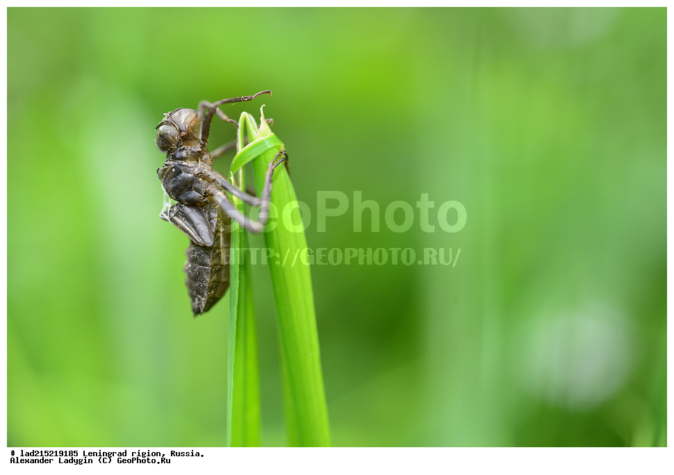 ����, ���������� ����, �������� �������, ������������� �������, ��������, �������, �������, ������, �����, ������, �������