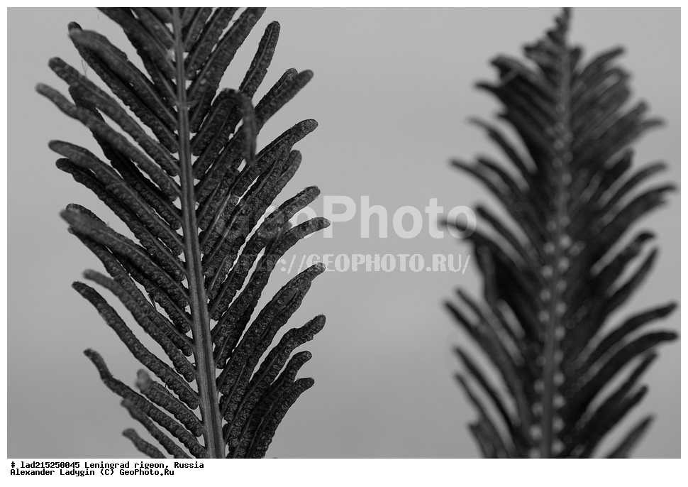 Matteuccia struthiopteris, Woodsiaceae, ���������� ����, �������, ���������, ������������� �������, ������, �������� ��������� ������� ����, ��������� ������������, ���������� ����, ��������� ����������, ���������� ����������, ������� �����, ׸���� ������, ������ ������, ������ ��������, ������������ ��������, ������������ ��������, ���������� ��������, �����, ������, �����, ��������������� ��������� ��������, ����, XYZ